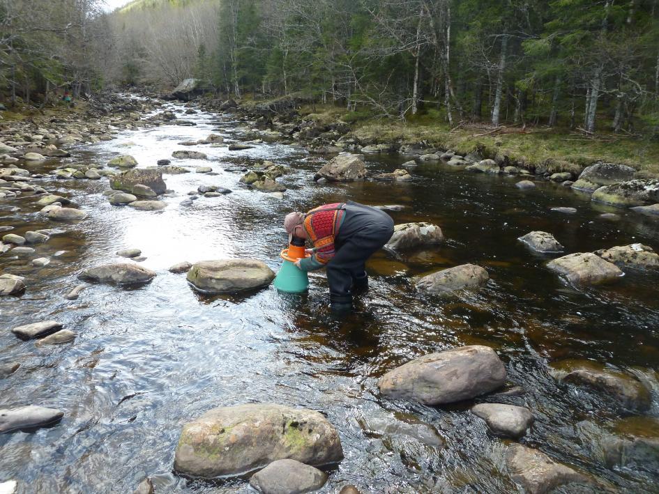 137.7Z Lauvsnesvassdraget, 137.71 Sørelva og 138.111ZTeigmoelva (Renndalselva) Disse elvene ligger i Flatanger og har til sammen tre små elvemuslingbestander.