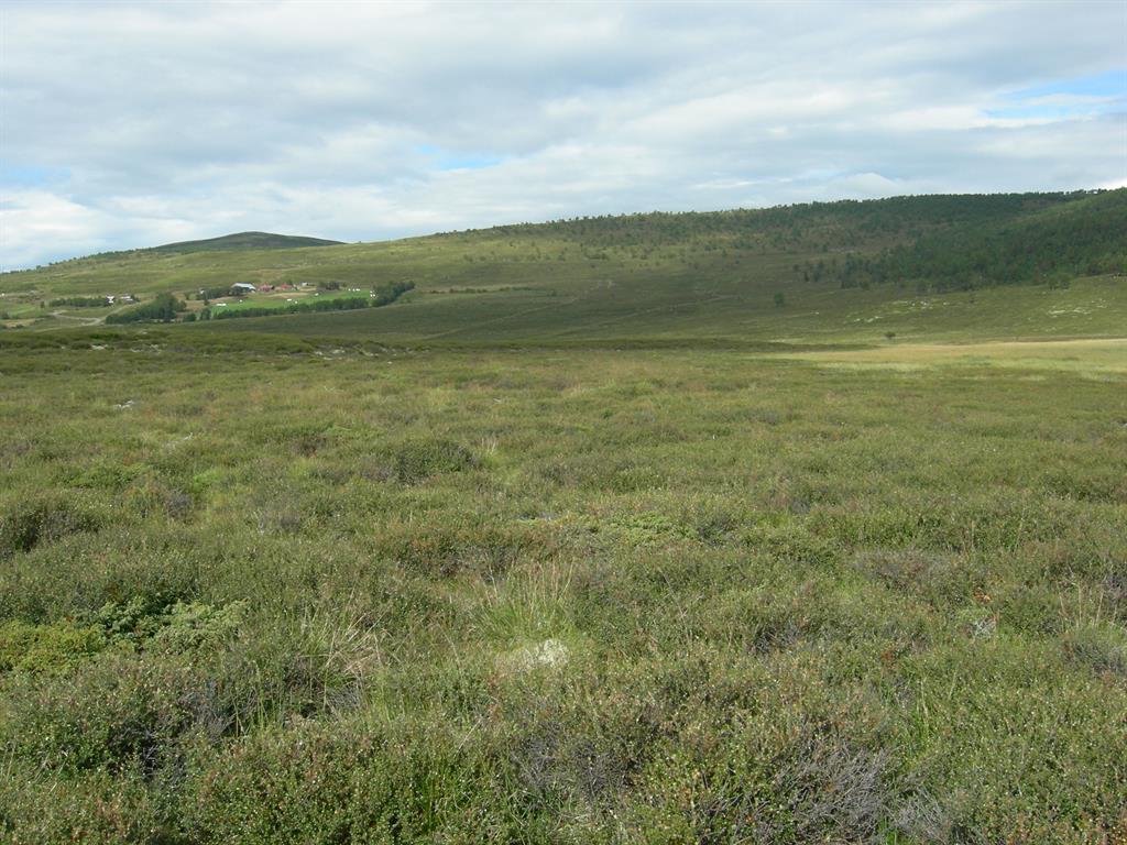 Bilde 1 Boreal hei [1] kalkfattig boreal hei dekker store områder i nordboreal bioklimatisk sone i innlandet i Sør-Norge.