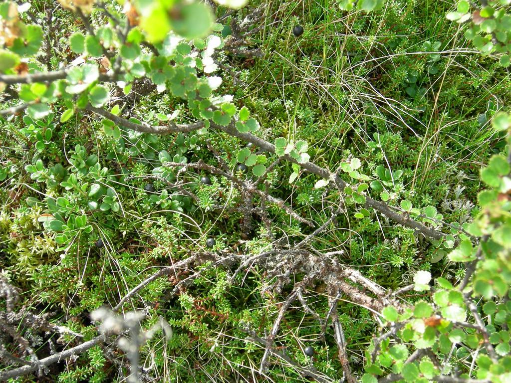 Bilde 2 Vegetasjonsbilde fra boreal hei [1] kalkfattig boreal hei i Folldal (Hedmark) med dominerende karplantearter røsslyng