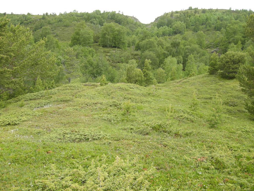 Bilde 4 I høyereliggende områder på kalkgrunn i Ottadalen, særlig opp mot fjellet, :nnes betydelige områder som har vært avskoget og gjenstand for grunnleggende hevdintensitet (HI) trinn 2 svært