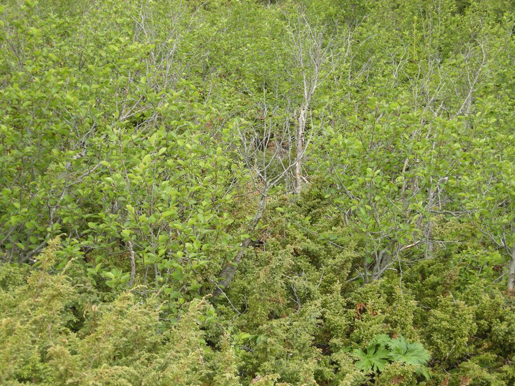 Bilde 5 Boreal hei [3] intermediær boreal hei ovenfor Berge i Vågå (Oppland), i gjengroingstilstand (GG) trinn 3 tidlig gjenvekstsuksesjonsfase, dominert av einer (Juniperus communis) og (bak i