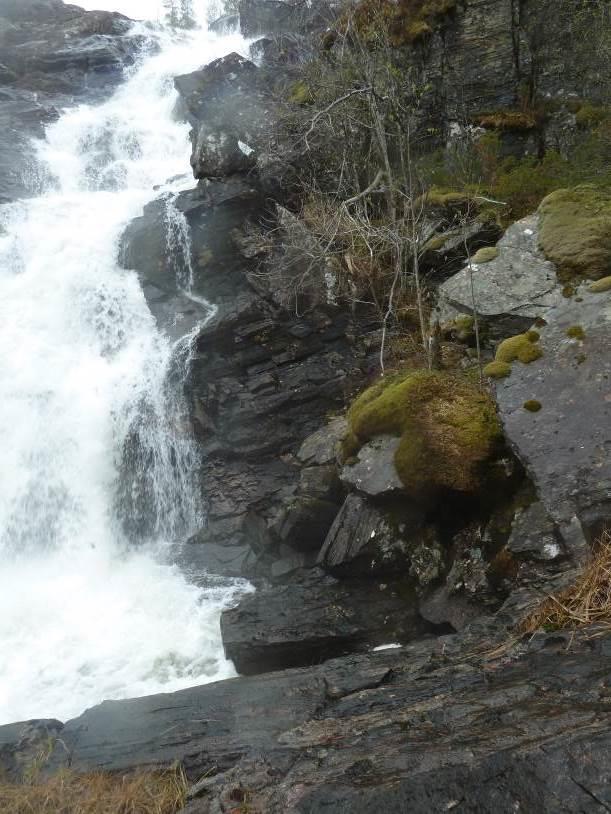 Kystsaltlav er i kategorien sårbar (VU) (Kålås mfl. 2010). Arten vokser på stein nær elver og på kystberg, på steder med høy luftfuktighet. Temaet rødlistearter får derfor middels verdi (Korbøl mfl.