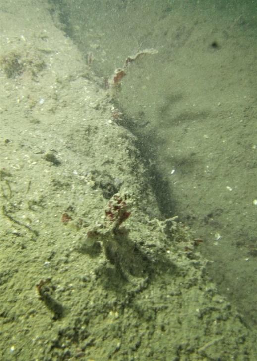 Flere av nedre voksegrensestasjonene går over i bløtbunn før 20 m dyp, og stasjonene er generelt preget av sedimentert fjell (Figur 24).