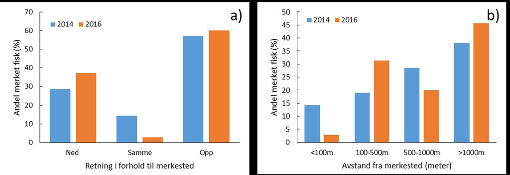 merket under kilenotfiske i sjøen tidligere på året enn en stangfisket kontrollgruppe, fordi vi ikke vet sikkert om gjenutsetting etter fangst på stang om sommeren kan påvirke fiskens atferd helt