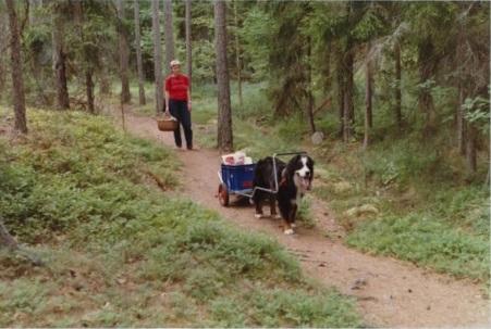 HISTORIEN I 1980 kom Dagfinn Nyborg opp med ideen om en kjerre som hunden hans, Gorm kunne trekke. Det hele startet som en hobby, men ble etter hvert noe kommersialisert.