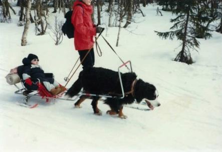 Det ble utviklet drag for hund og sykkel selv trekksele for personer var en del av konseptet den gang som nå.