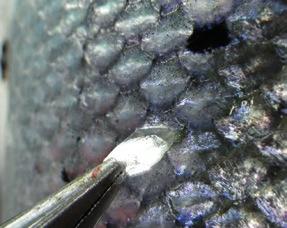 Kan spore rømt fisk tilbake til anlegg Rømt oppdrettslaks påvirker villaksens genetikk.