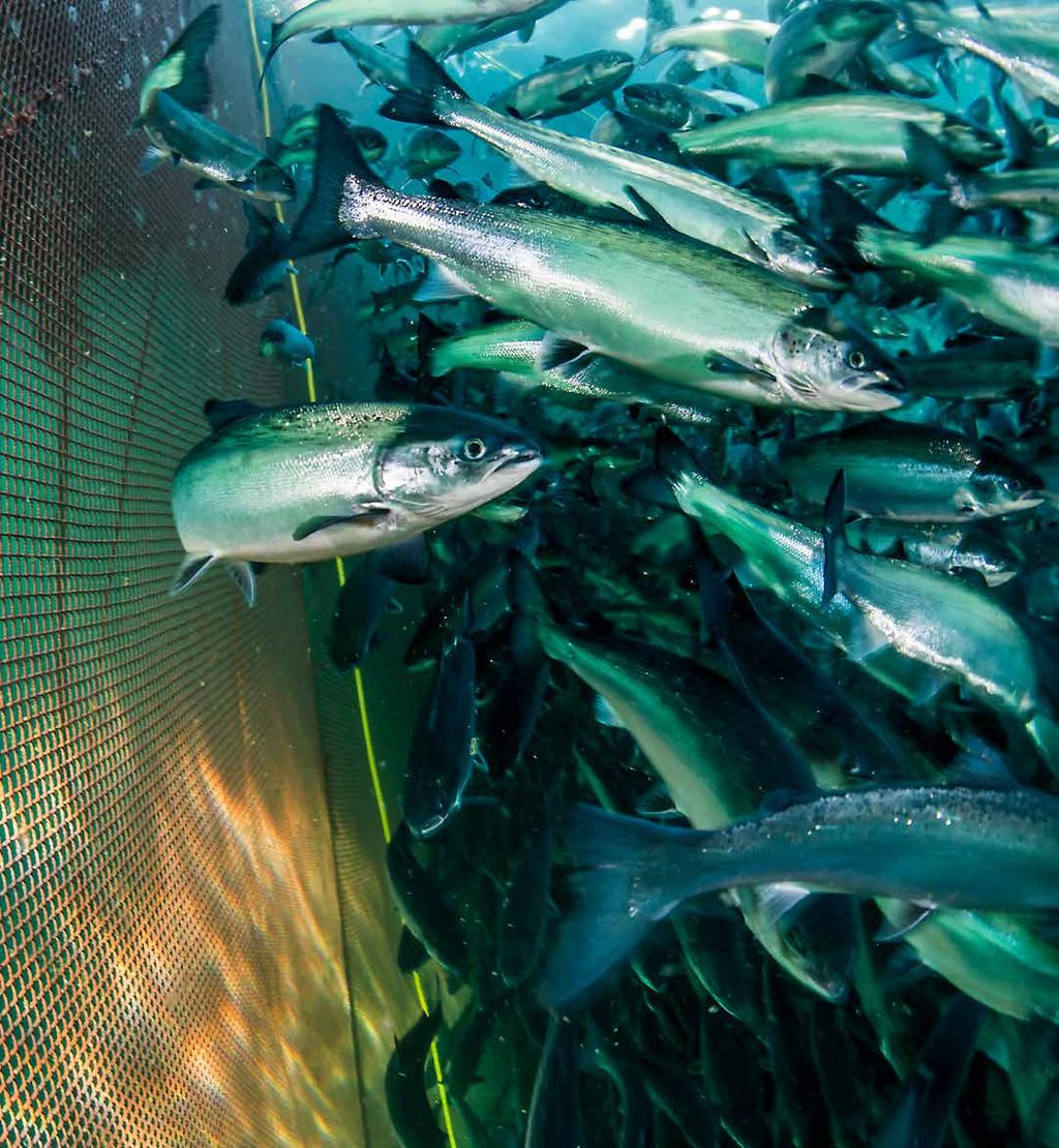 Nøter Nøter av høyeste kvalitet beskytter fisken bedre og har lenger levetid AKVA group tilbyr en rekke typer nøter til merdene dine, tradisjonelle og gjennomprøvde fibernøter (hovedsakelig av nylon)