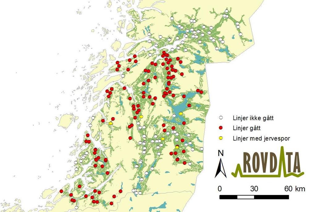 Figur 6. Takseringslinjer med spor etter gaupe i Nordland vinteren 2012/13 (gule sirkler). Hvite sirkler markerer linjer ikke gjennomført i vinter. Røde sirkler viser linjer uten gaupespor.