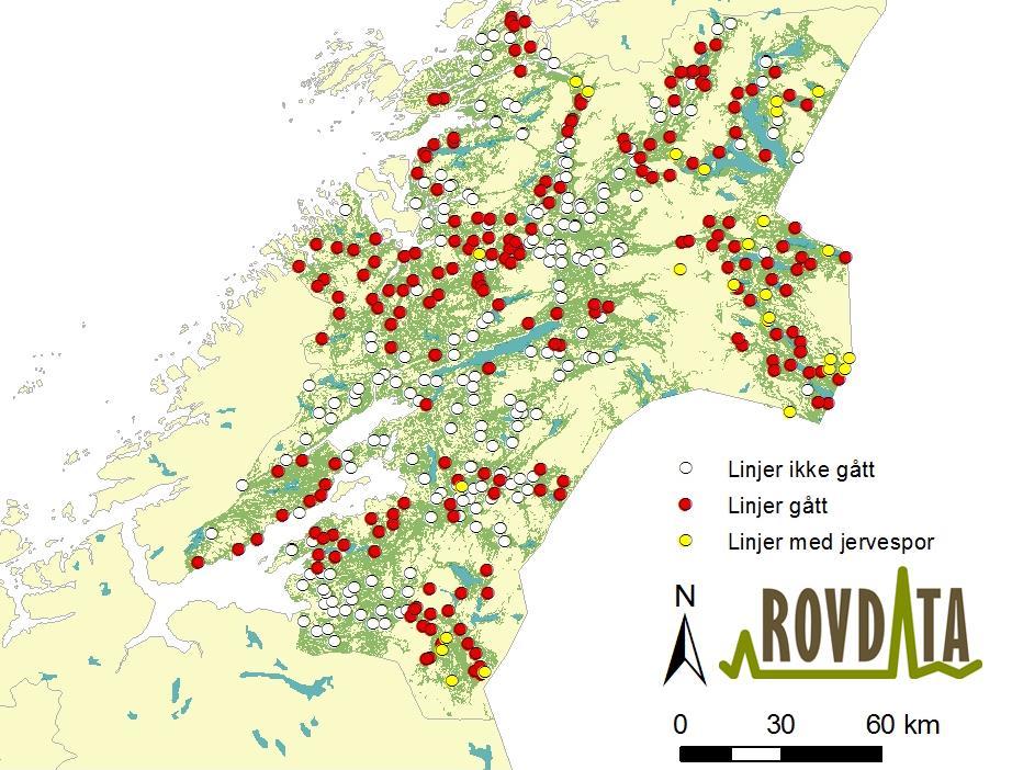 Figur 8. Takseringslinjer med spor etter gaupe i Nord-Trøndelag vinteren 2012/13 (gule sirkler). Hvite sirkler markerer linjer ikke gjennomført i vinter. Røde sirkler viser linjer uten gaupespor.