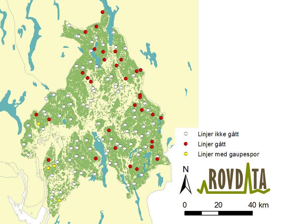 Figur 13. Takseringslinjer med spor etter gaupe i Oslo og Akershus vinteren 2012/13 (gule sirkler). Hvite sirkler markerer linjer ikke gjennomført i vinter. Røde sirkler viser linjer uten gaupe.