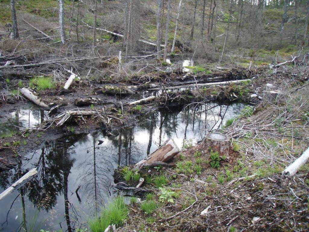 Sumpskog hogst og istykkerkjøring Sentralt på eiendom 96/18 har en sumpskog blitt hogd og kjørt i stykker samt at det ligger igjen kavlebruer og stokker som er kjørt ned i søla.