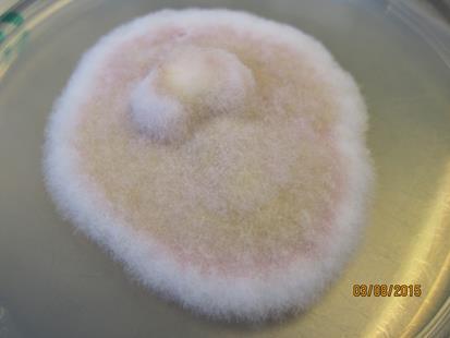 Fusarium