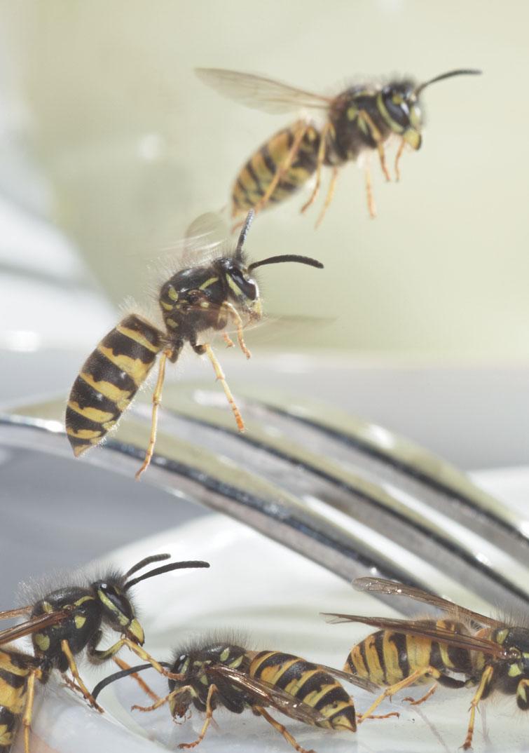 Insektsmidler til hjemmebruk Neudorffs midler mot skadeinsekter er mijøvennlige fordi de er spesielt rettet mot de enkelte typer av skadeinsekter fordi de inneholder naturlige virkemidler som virker