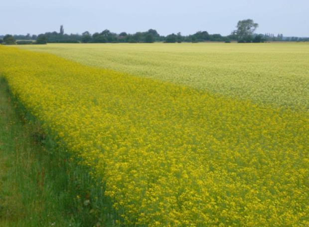 FANGSTPLANTE METODE Insekter finner vertsplanter ved hjelp av farge og lukt