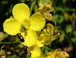 farger Plantestadiers spesielle luktstoffer tiltrekker biller Med