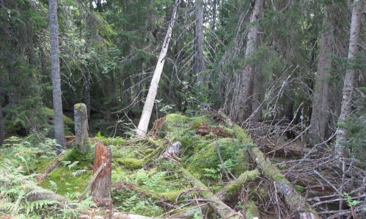 Skog Regjeringen vil øke skogvernet på statsgrunn, og frivillig vern på privat grunn ikke