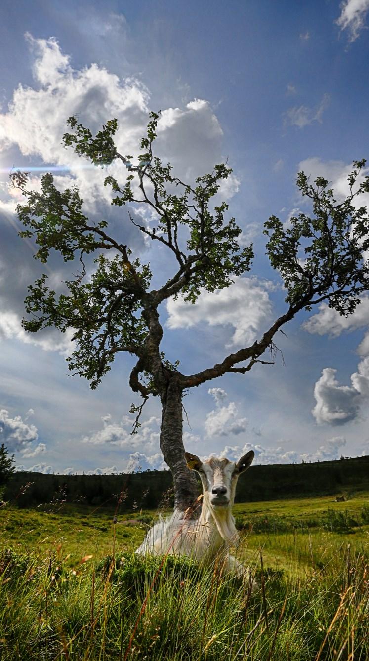 Styrking av kommunenes arbeid med naturmangfold (kapittel 9) Arealinngrep og arealbruksendringer fortsatt er hovedårsaken for tap av naturmangfold.