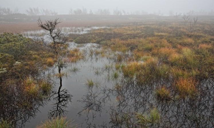 naturmangfold som er presset av klimaendringer, særlig i polare