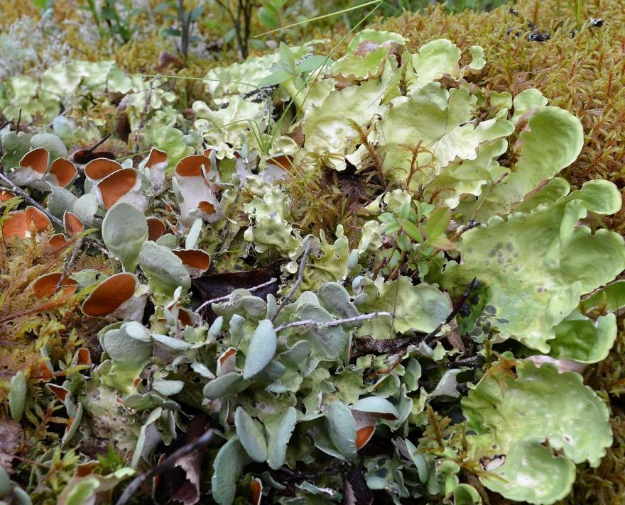 På fuktig mark, og helst i skyggefulle omgivelser, vokser ulike typer bladformede lavarter, som storvrenge (over), grønnever og bikkjenever (under).