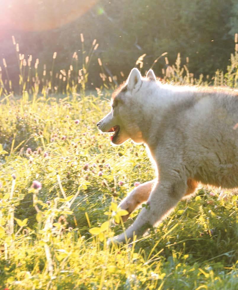 «LYKKE ER EN HUND I SOLEN» MARISHA