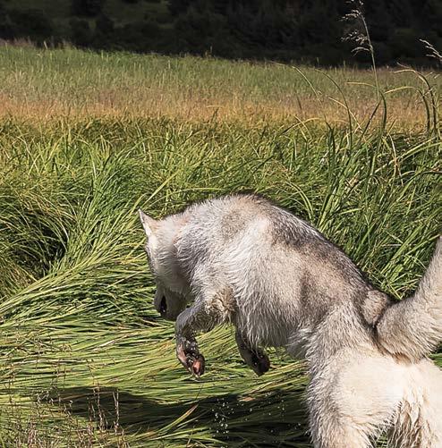 BIOLOGICALLY APPROPRIATE RIKT PÅ KJØTT RIKT PÅ PROTEINER PROTEIN FRA KJØTT IKKE PLANTER VI ELSKER FRA FOLK VI STOLER PÅ I disse dager har det blitt viktigere enn noensinne å vite hvor maten din