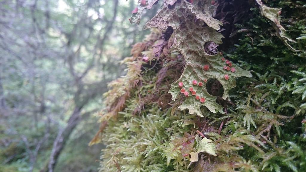 Bilder fra området Murudalen utvidelse Fertil lungenever i