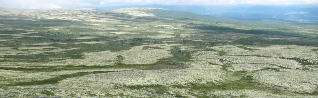 3.3 Berggrunn og lausmassar I følgje berggrunnskart frå Norges geologiske undersøkelser (www.ngu.no), er ) er det meste av kartområdet dominert av sandsteinar også kalla sparagmitt.