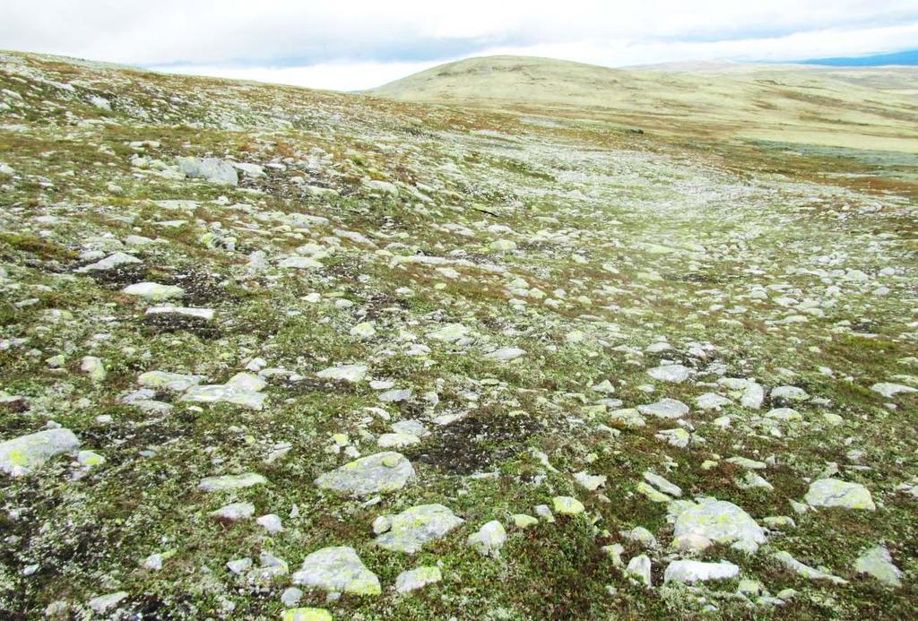 5.3 Omtale av kartlagte vegetasjonstypar Nedafor følgjer ein omtale av vegetasjonstypar registrert under vegetasjonskartlegging i Tolga østfjell.