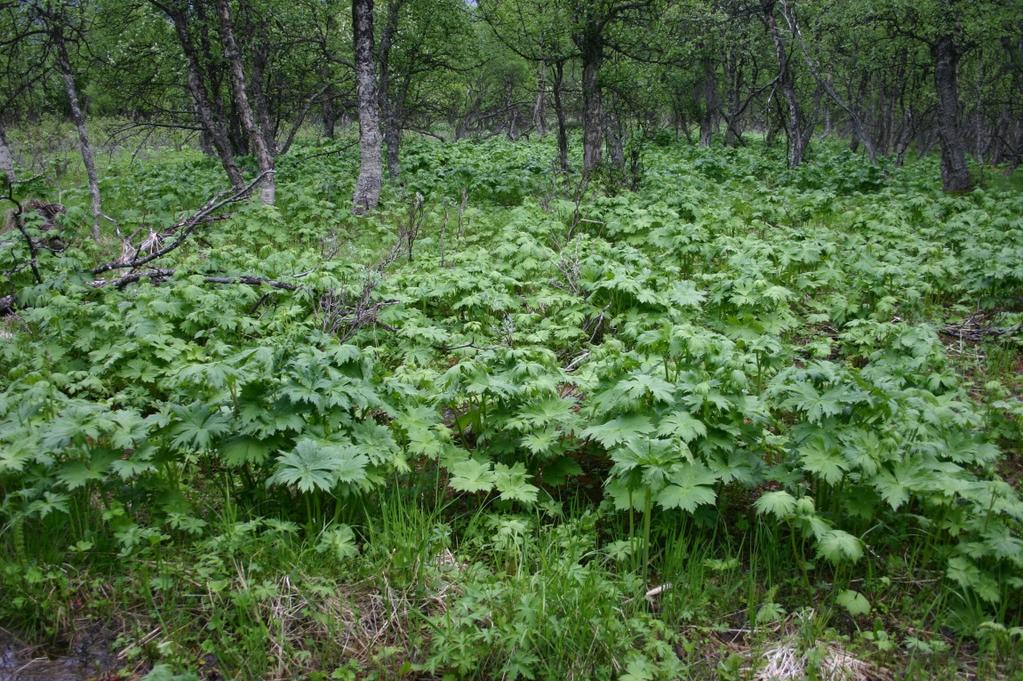 Beiteverdi: Blåbærbjørkeskogen i kartområdet har jamt over god smyledekning og er godt beite for husdyr. Høg einerdekning kan stadvis redusere beiteverdien.