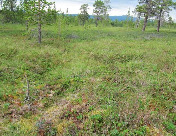 7b Blåbærgranskog Granplantefelt på mark som opphavleg har vore blåbærbjørkeskog eller blåbærfuruskog. Det er registrert 535 dekar. Det meste i Letningslia, samt to areal i Rausjødalen.