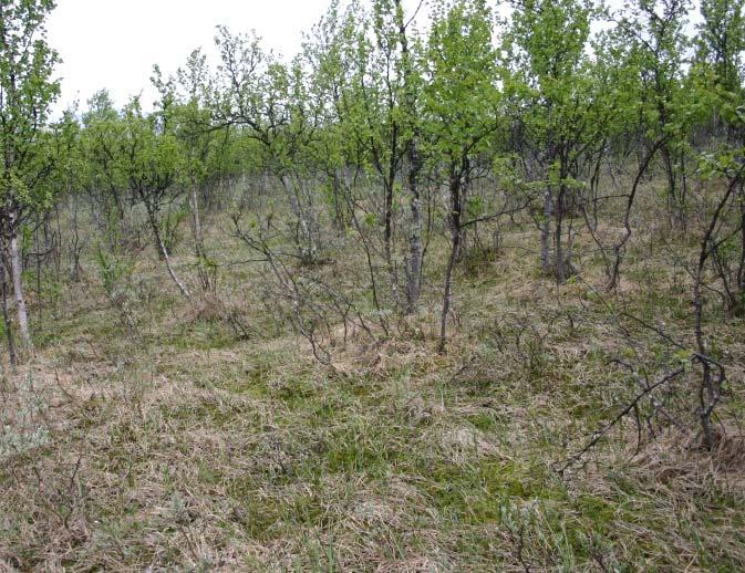 FUKT- OG SUMPSKOG 8b Myrskog Økologi: Dette er skogdekte myrer på djup, næringsfattig torv der torvlaget har bygd seg opp slik at vegetasjonen har mista kontakten med jordvatnet.