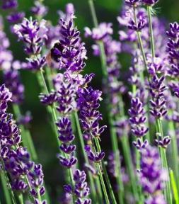 Lavendel Vanlig Lavendel Spiklavendel Lavandula latifolia Ikke vinterherdig Solrikt sted, godt drenert sandblandet, kalkholdig jord Egner seg