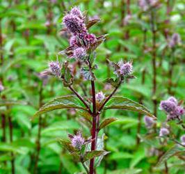 Mynte Peppermynte Mentha x piperita 50-80 cm høy. Formering: Rotdeling Peppermynte er en krysning mellom grønnmynte og vassmynte.