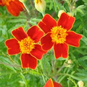 Tagetes Red Gem Tagetes tenuifolia Korgplantefamilien. 20-30 cm.