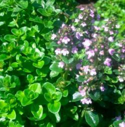 vulgaris 30 cm Sol Lett, veldrenert jord. Skrinn, kalk- og sandholdig jord Følsom for kulde, stiklinger Mexiko. Hele blomsten er spiselig. Blad og blomster har en fin krydret duft av sitronmynte.