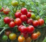 Solanum lycopersicum Søtviefamilien Etter såing og herding i veksthus, er den en god friluftstomat på en varm og solrik plass når frostrisikoen er over Krever mye vann og næring