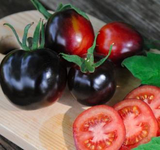 Tomat Indigo Rose Solanum lycopersicum Søtviefamilien Etter såing og herding i veksthus, er den en god frilufts-tomat på en varm og solrik plass når frostrisikoen er over Krever mye vann og næring