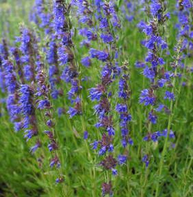 Denne planten hører opprinnelig til i Mellom og Sør-Europa samt Vest Asia. I Norge kjent som en gammel klosterplante. Aromatisk duft. Pepperaktig, litt bitter smak.