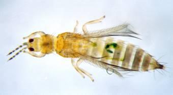 UTENLANDSK INFO ER OFTE OM AMERIKANSK BLOMSTERTRIPS = WESTERN FLOWER THRIPS = FRANKLINIELLA