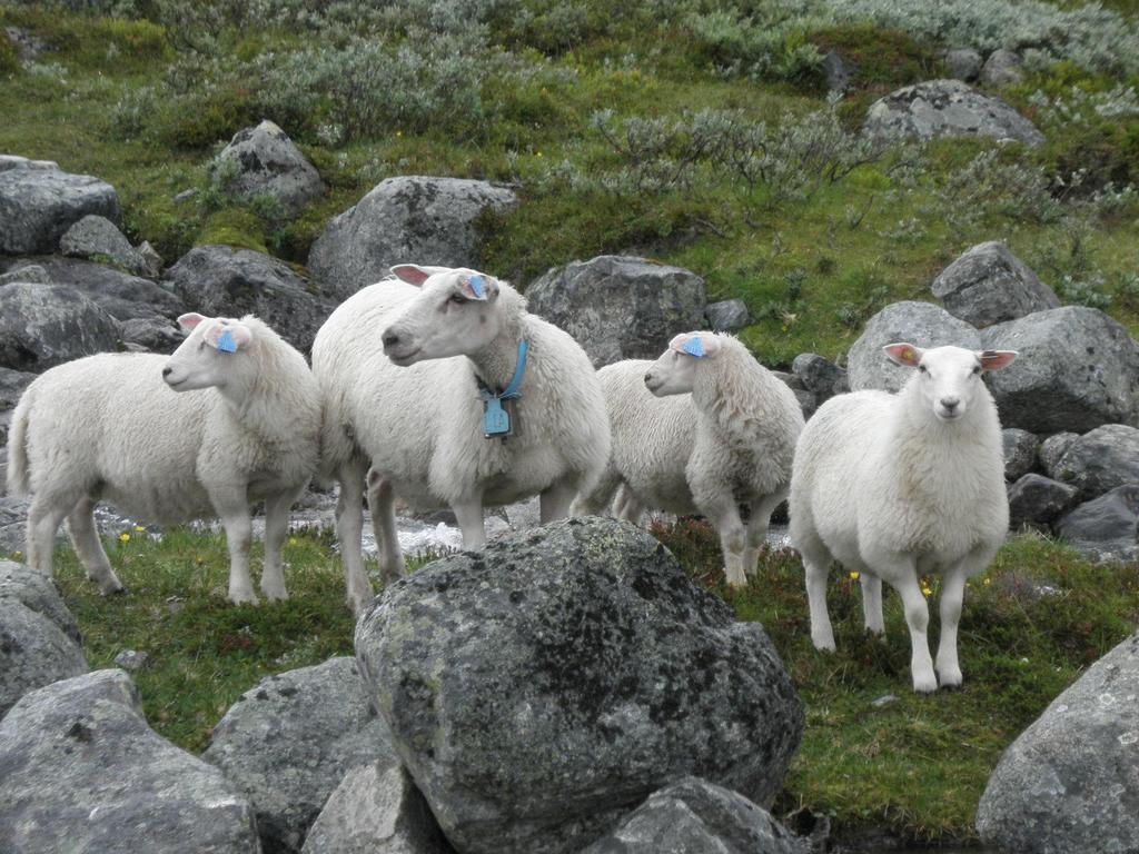 Målet med god fôring: Søye med tre