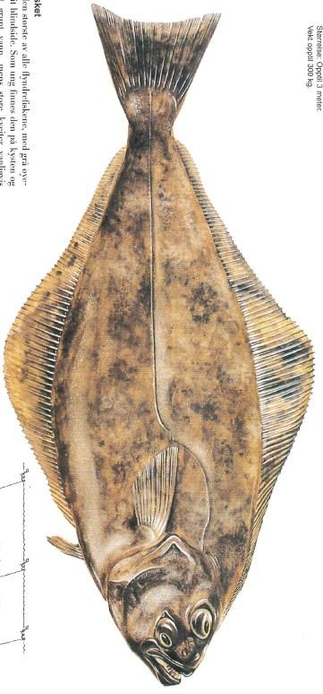 Kartlegging av fremmedstoffer i Atlantisk kveite (Hippoglossus hippoglossus) 15 B-snitt I-snitt Figure 2. Illustration of cutting lines for Atlantic halibut above 6 kg.