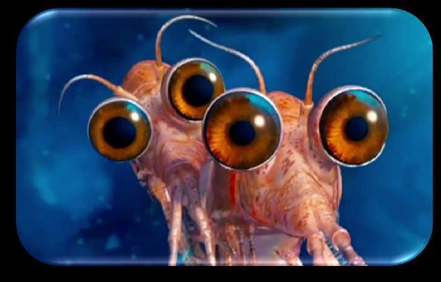 R e s u l t a t e n e t y d e r p å Krill early life stages, Photo: Maj Arnberg, IRIS - H v a s k j e r m e d k r i l l