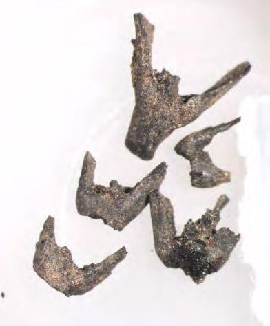 Forkullete internodier av naken bygg (Hordeum vulgare var nudum) fra prøve -724, hus 15 (Foto ECS) 1 prøve er