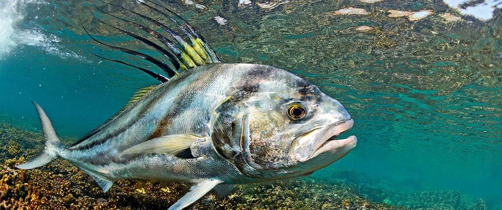 Panama Bli med på tropisk fiske Ski havfiskeklubb planlegger en tur til stillehavssiden av Panama.