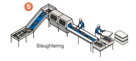 Yngelen skal etter om lag 10-16 måneder veie omkring 60-100 gram. Da kalles den smolt, og er klar for overføring til merder i sjøen. Dette skjer via egne brønnbåter (Teknologirådet, 2012, s. 19).