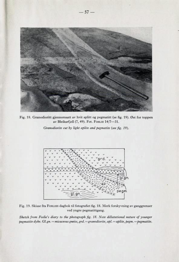 57 Fig. 18. Granodioritt gjennomsatt av hvit aplitt og pegmatitt (se fig. 19). Øst for toppen av Bleikarfjell (7, 49). Fot. Foslie 14/7 31. Granodiorite cut by light aplite and pegmatite (see fig.