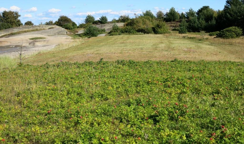 Tilbake ligger en liten strandvoll, som ble dannet for et par tusen år siden.