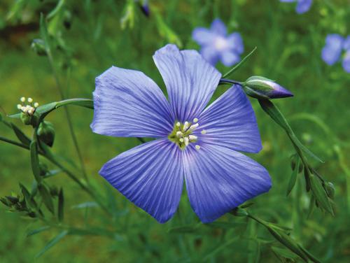 ET NATURLIG VALG Lin er en ettårig plante som har vært dyrket av mennesker i mer enn 10.000 år.