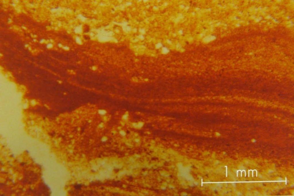 leirjord på Vandsemb. Foto: T. Sveistrup, Bioforsk/ V. Marcelino, University of Ghent. Figur 27.